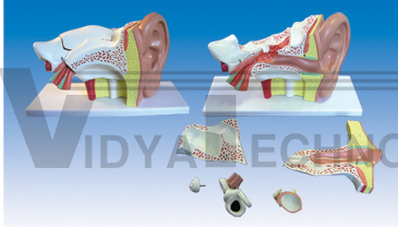 The dissection model of ear (external, middle and internal)